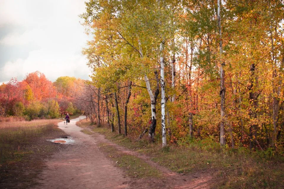 A dirt walking path through trees with golden autumn leaves