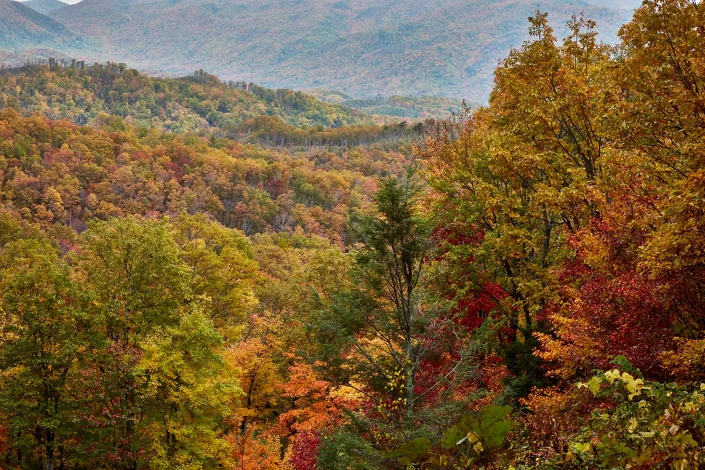 Fall color covering the mountains in Great Smoky Mountains National Park