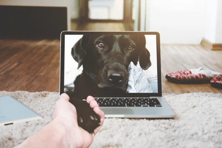 A hand reaching toward a laptop screen showing a black dog on a video call