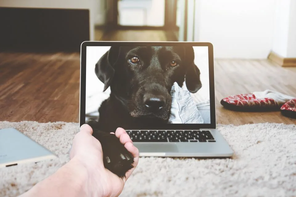 A hand reaching toward a laptop screen showing a black dog on a video call