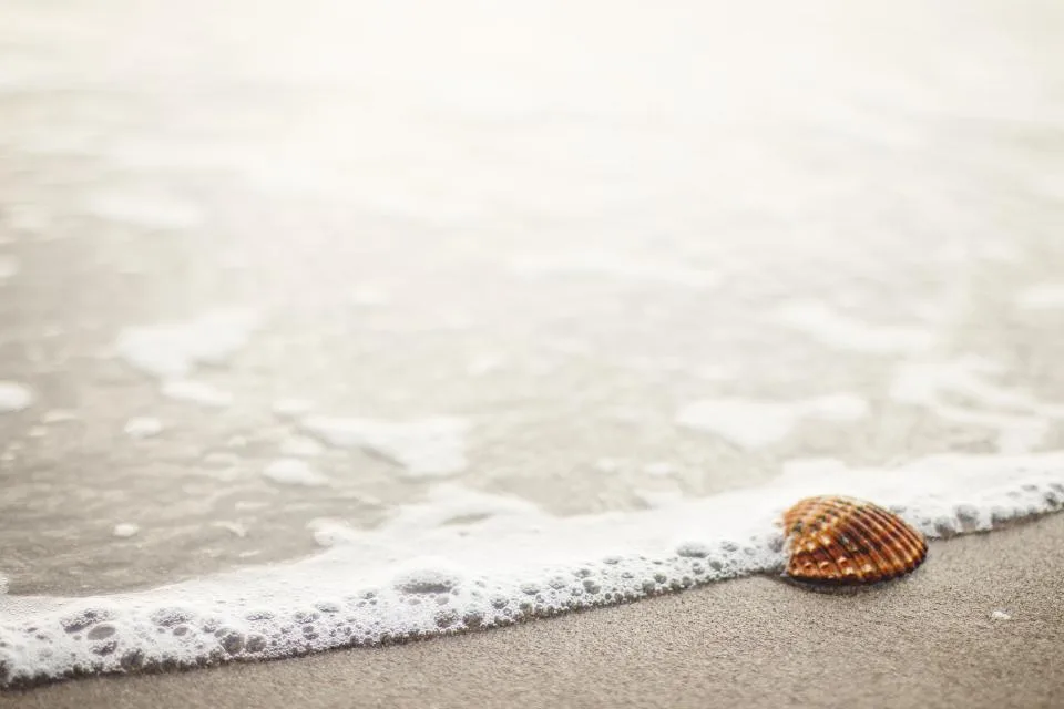 A small seashell resting on the sand at the edge of a gentle wave