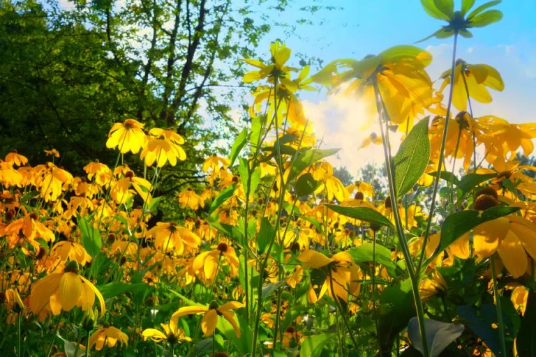 Yellow flowers in a sunny garden