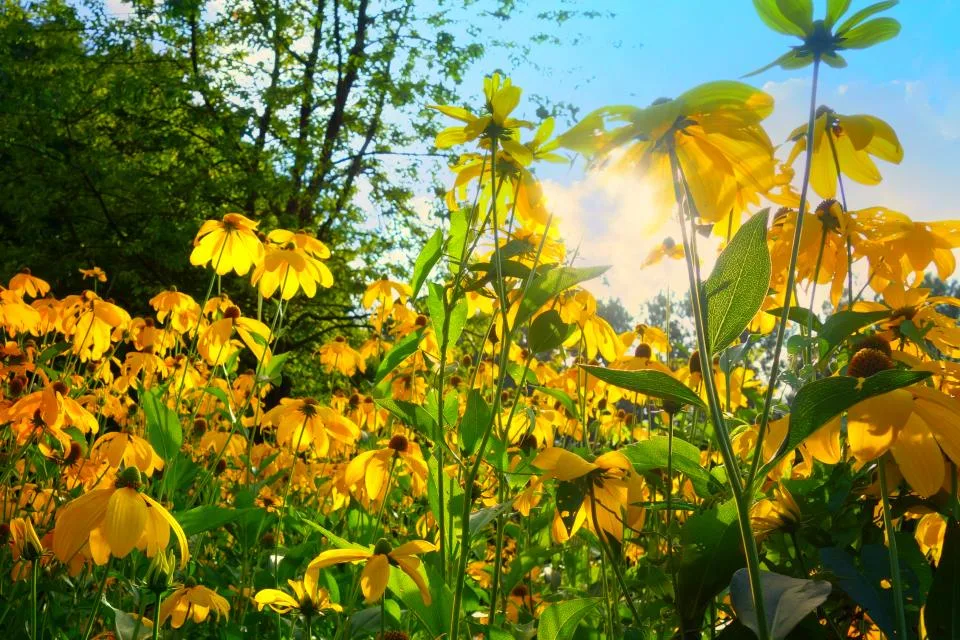 Yellow flowers in a sunny garden